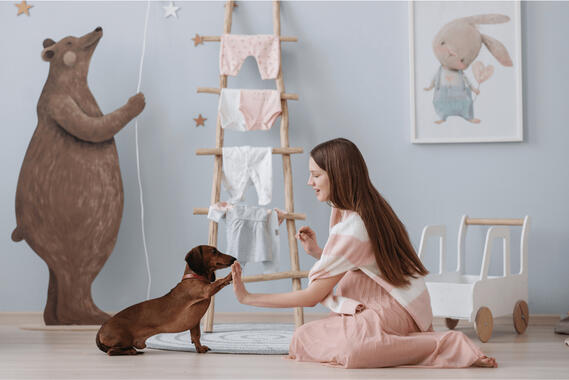 dog learning tricks in the comfort of home