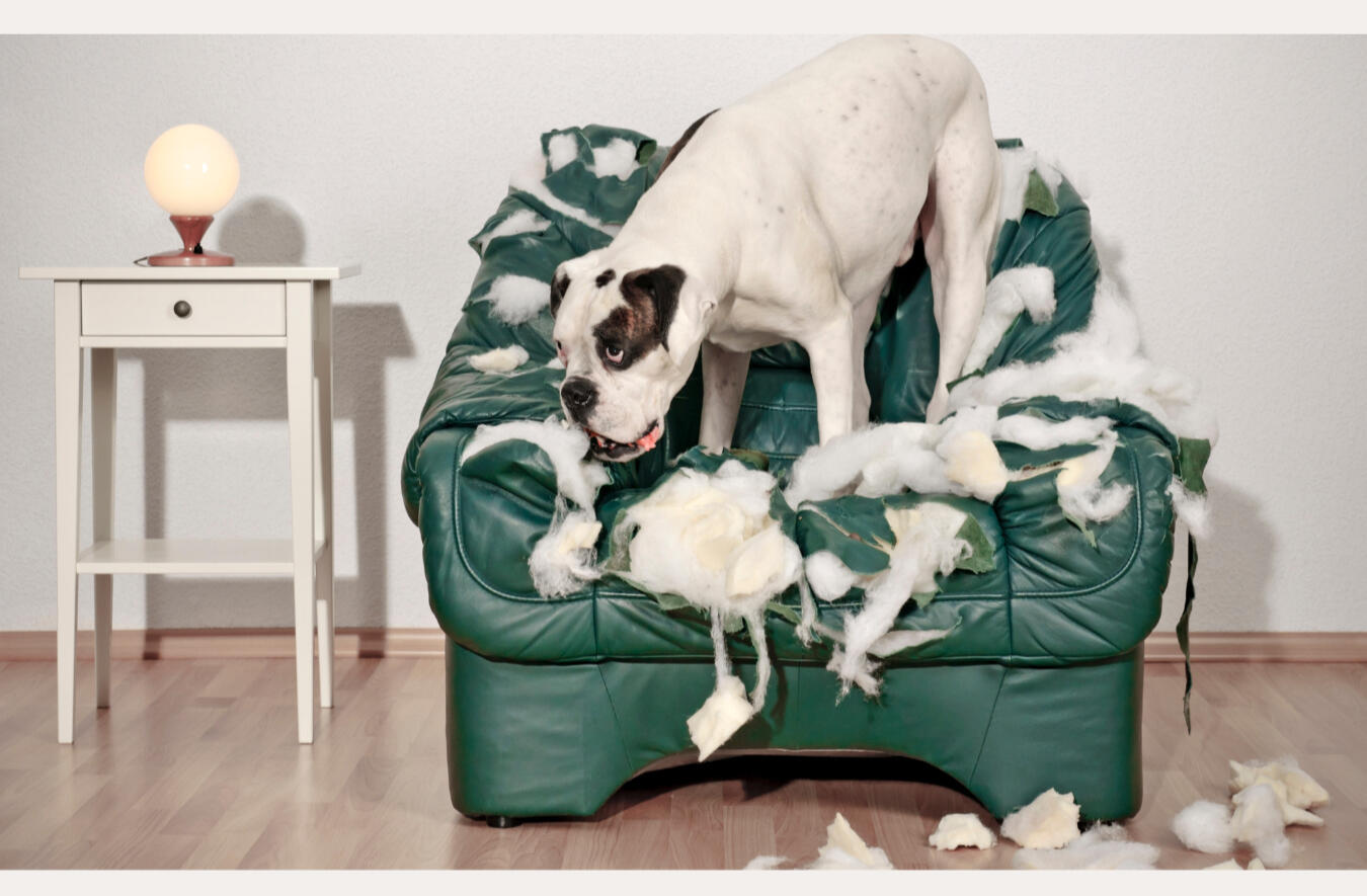 Dog tearing up sofa