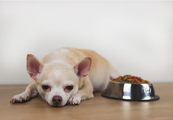 dog feeling bored, stressed and frustrated