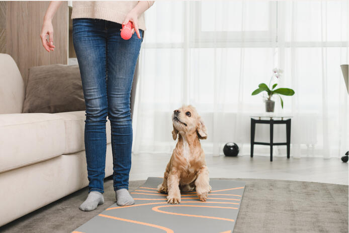dog looking up to owner for commands