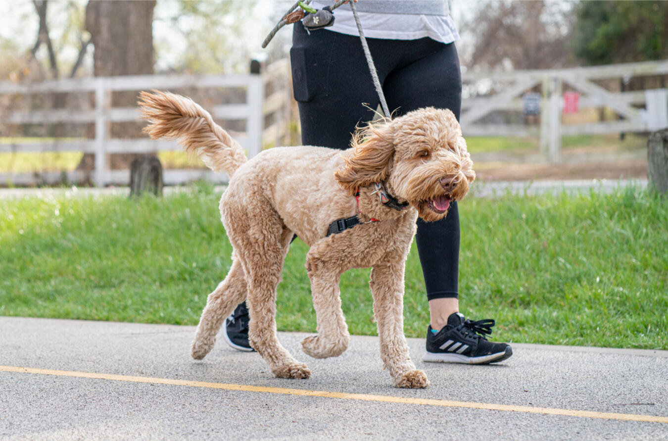 dog having a walk with human